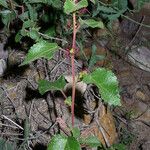 Acalypha californica Habitus