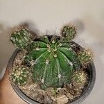 Echinopsis oxygona Ліст