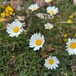 Leucanthemum graminifolium Flor