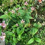 Tricyrtis formosana Hábito