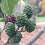 Alnus formosana Fruit
