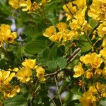 Senna spectabilis Liść