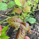 Rubus ferus Folha