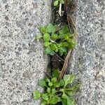 Polycarpon tetraphyllum Habit