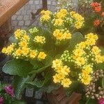 Kalanchoe blossfeldiana Habit