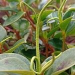 Peperomia glabella Квітка