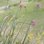 Allium strictum Ostatní