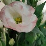 Eustoma grandiflorumBlüte