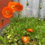 Papaver nudicaule 整株植物