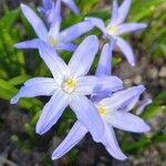 Scilla luciliae Λουλούδι