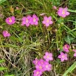 Centaurium portense Libunga