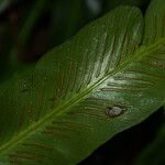 Asplenium holstii Φύλλο