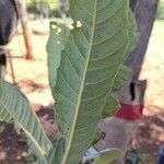 Eriobotrya japonica पत्ता