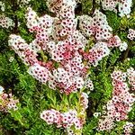 Thryptomene calycina Flower