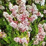 Thryptomene