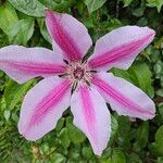 Clematis × jackmaniiFlower