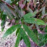 Saraca asoca Leaf