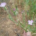 Agrostemma githago फूल