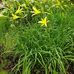 Hemerocallis citrina Hàbitat