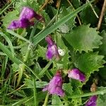 Primula marginata पत्ता