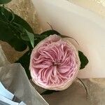 Ranunculus asiaticusЦветок