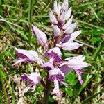 Orchis militaris Květ