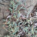 Polygonum maritimum Hostoa