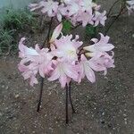 Amaryllis belladonna आदत