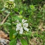 Leucas grandis Flower