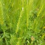 Hordeum marinum Квітка