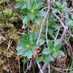 Rhododendron hirsutum List