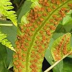 Dryopteris sieboldii Flower