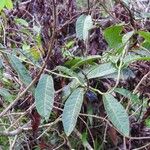 Odontadenia nitida Frunză