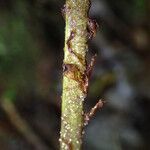 Polystichum transvaalense Leaf