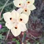 Dietes bicolor പുഷ്പം