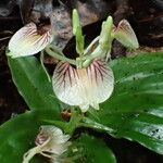 Liparis platyglossa Flower