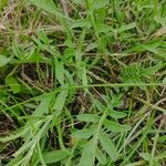 Centaurea scabiosaFuelha