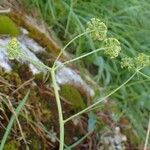 Bupleurum petraeum Plante entière