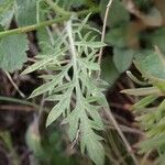 Scabiosa vestita Leaf