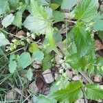 Priva lappulacea 形态