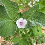 Althaea officinalisFlor