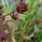 Bidens frondosa Flor
