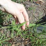 Urochloa panicoides Habitus