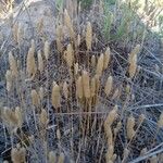 Phleum arenarium Flower