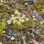 Saxifraga cespitosa 花