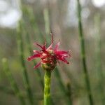 Gymnostoma poissonianum Flower
