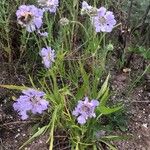 Lomelosia graminifolia Cvet