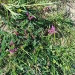 Astragalus hypoglottis Habitus