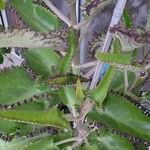 Kalanchoe daigremontiana Φύλλο