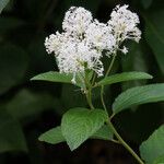 Ceanothus americanusFlower